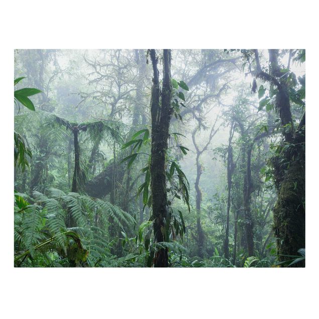 schöne Leinwandbilder Monteverde Nebelwald