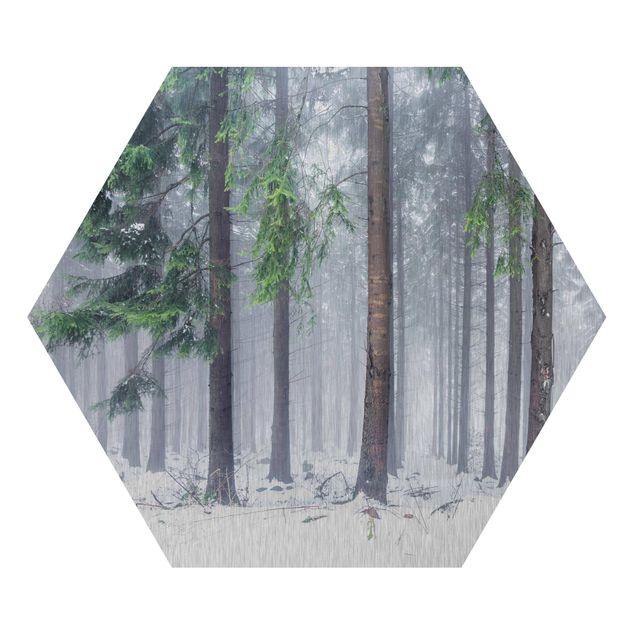 Hexagon Bild Alu-Dibond - Nadelbäume im Winter