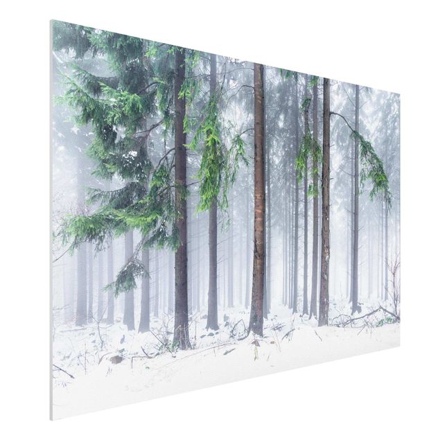 Forex Fine Art Print - Nadelbäume im Winter - Querformat 3:2
