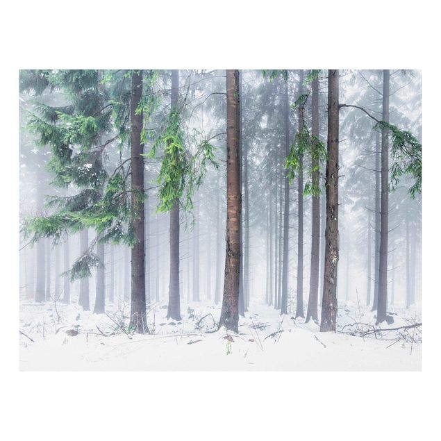 Bilder auf Hartschaumplatte Nadelbäume im Winter