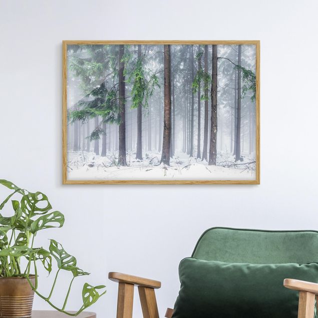 Natur Bilder mit Rahmen Nadelbäume im Winter