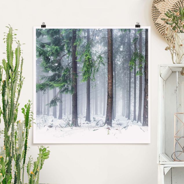 XXL Poster Nadelbäume im Winter