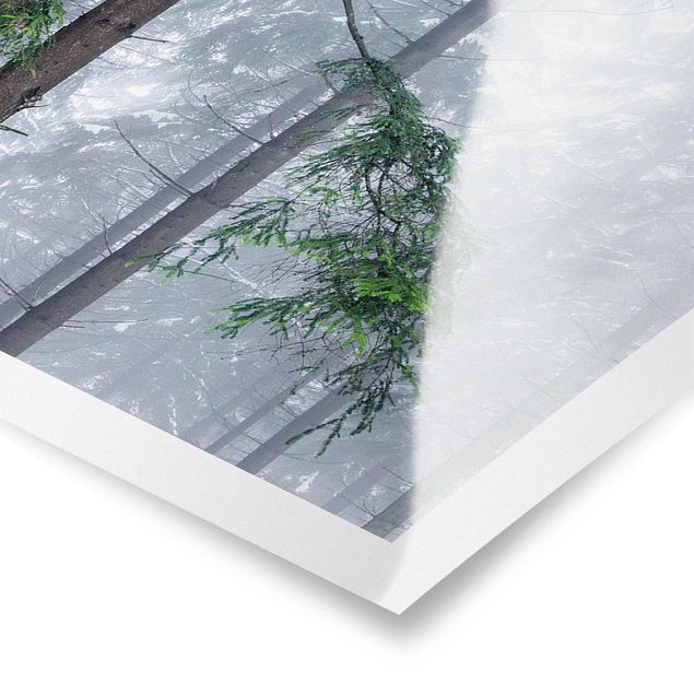 Poster - Nadelbäume im Winter - Panorama 3:1