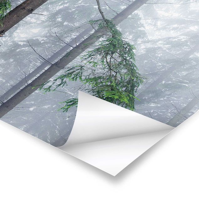 Poster - Nadelbäume im Winter - Panorama 3:1