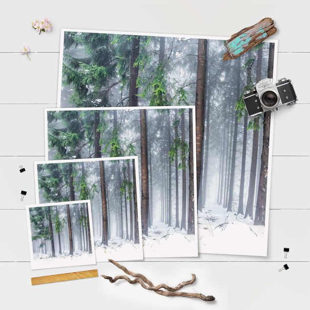 Poster - Nadelbäume im Winter - Quadrat 1:1