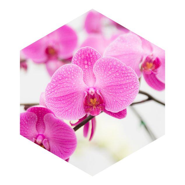 Vlies Tapeten Nahaufnahme Orchidee