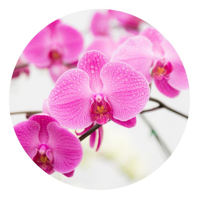 Tapete Wellness Nahaufnahme Orchidee