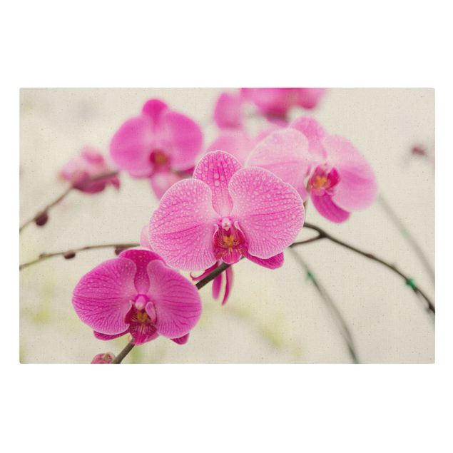 Leinwandbild Natur - Nahaufnahme Orchidee - Querformat 3:2