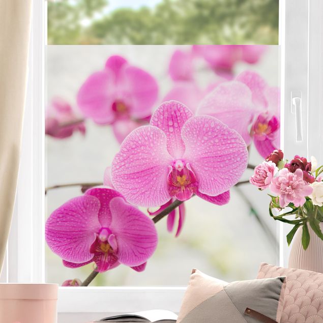 Fensterfolie Blumen Nahaufnahme Orchidee