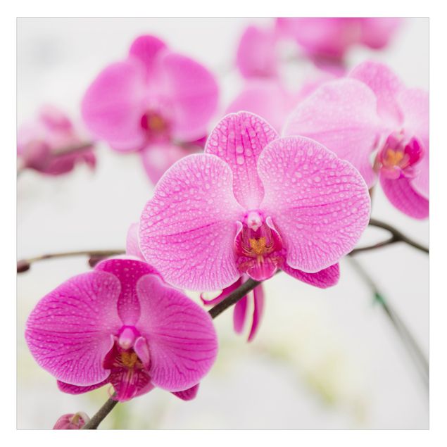 Fensterfolie - Sichtschutz - Nahaufnahme Orchidee - Fensterbilder