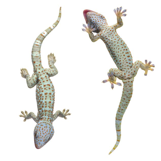 Klebefolie für Fenster Neugierige Geckos