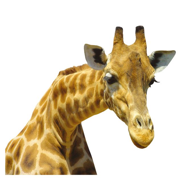 Klebefolie für Fenster Neugierige Giraffe