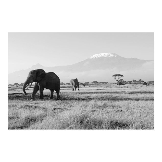 Fototapete - No.287 Elefanten vor dem Kilimanjaro in Kenya II