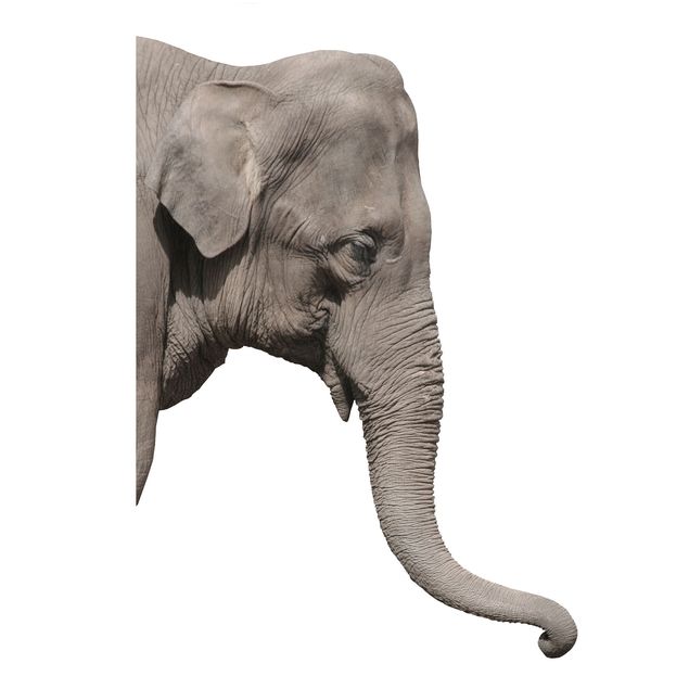 Wandtattoo Elefant No.3 Elefant