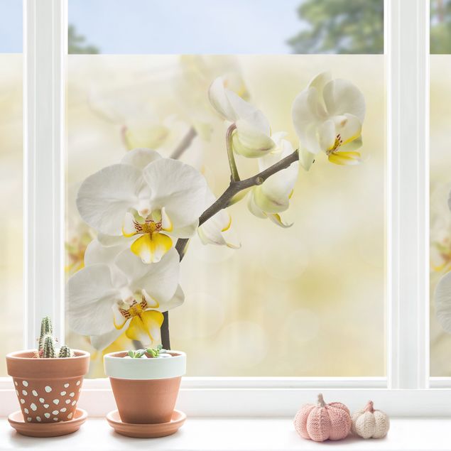 Fensterfolie Blumen Orchideen Zweig