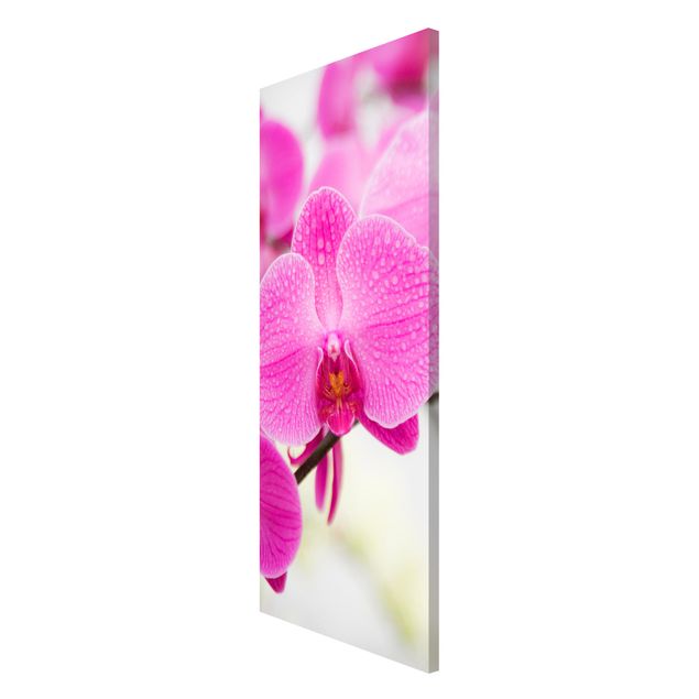 Magnettafel Design Nahaufnahme Orchidee