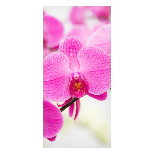 schöne Bilder Nahaufnahme Orchidee