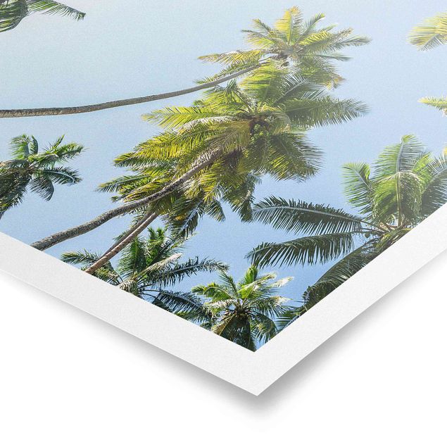 Poster kaufen Palmen Himmel