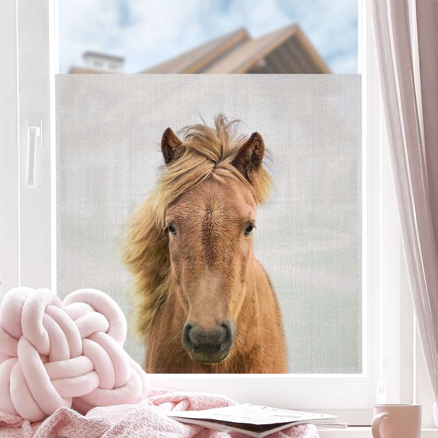Tier Fensterbilder Pferd Pauline