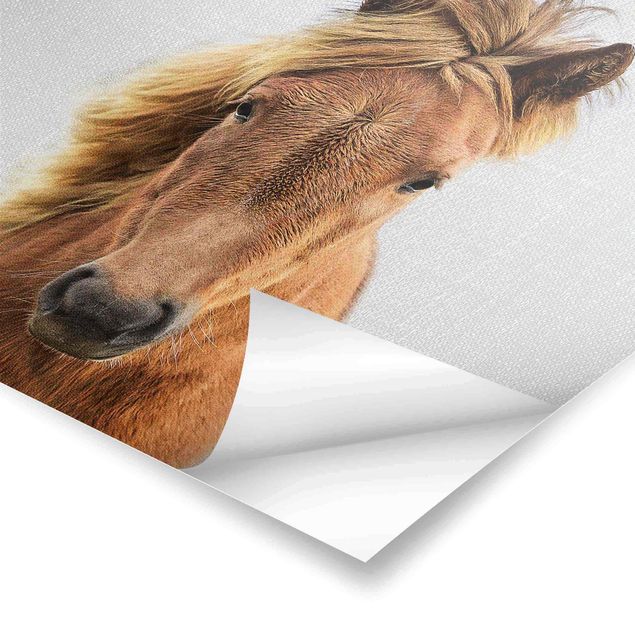 Poster - Pferd Pauline - Quadrat 1:1