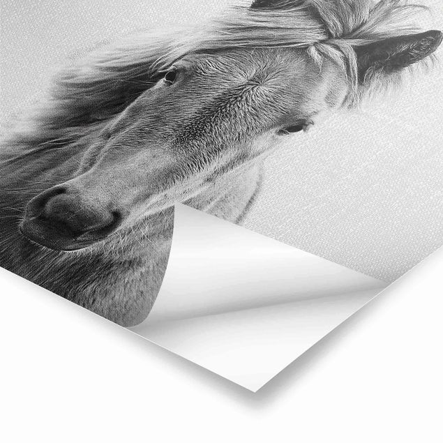 Poster - Pferd Pauline Schwarz Weiß - Quadrat 1:1