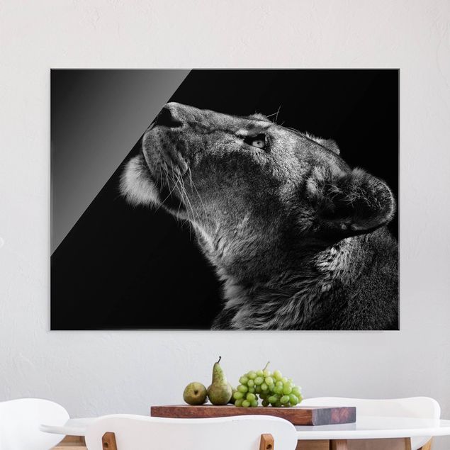 Glasbilder Schwarz-Weiß Portrait einer Löwin