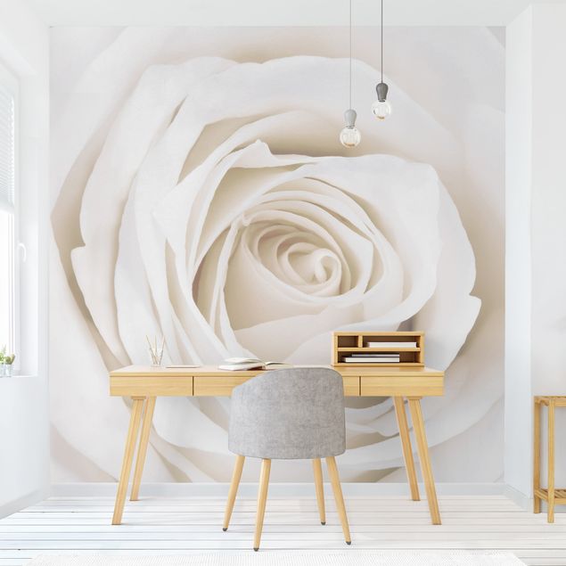 Fototapete - Pretty White Rose