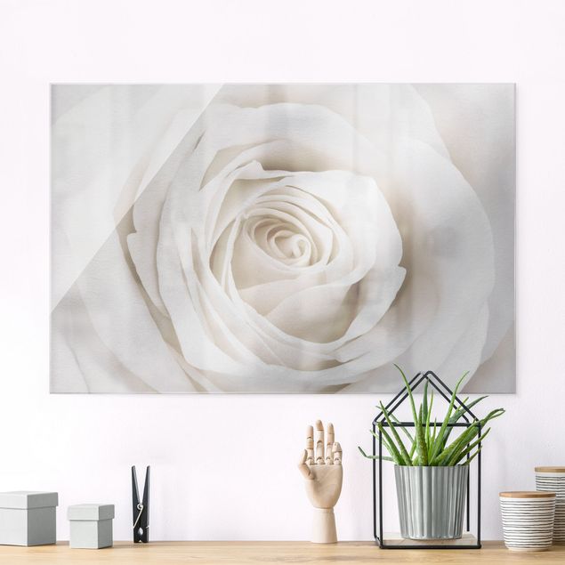 Glas Wandbilder XXL Pretty White Rose