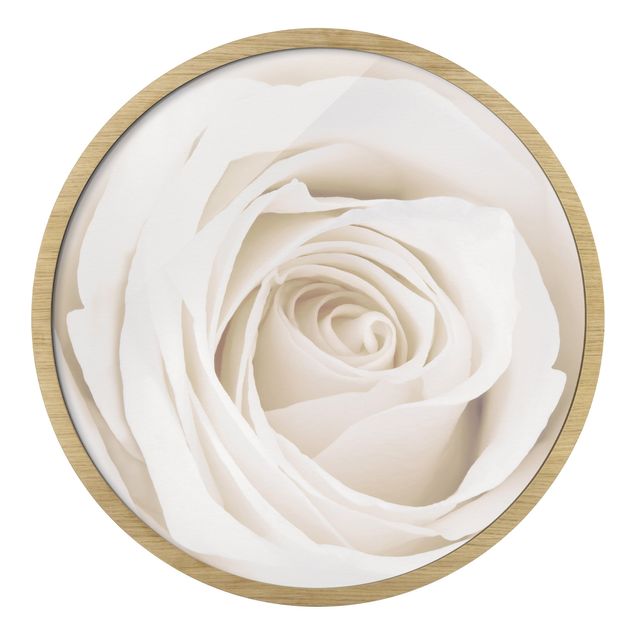 Wandbilder Pretty White Rose