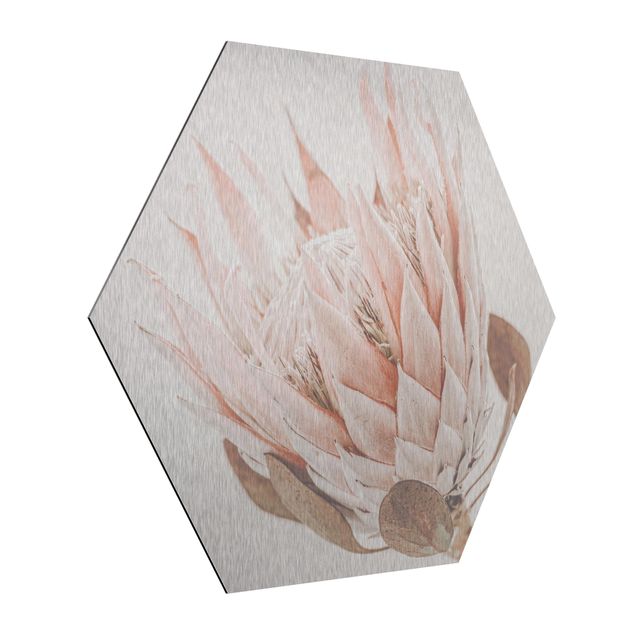 Hexagon Bild Alu-Dibond - Protea Königin der Blüten