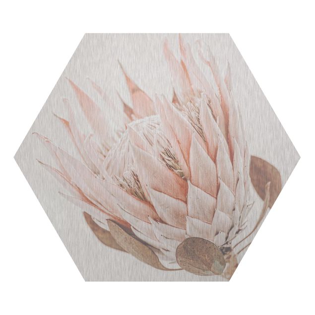 Hexagon Bild Alu-Dibond - Protea Königin der Blüten