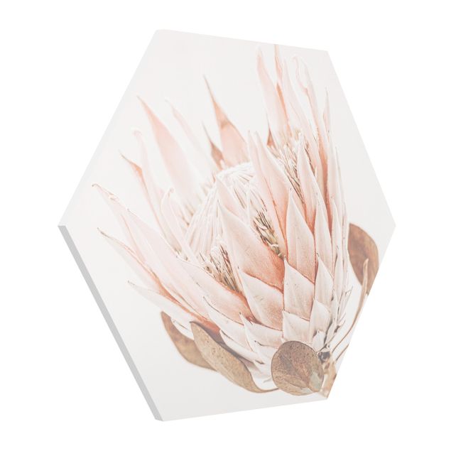 Hexagon Bild Forex - Protea Königin der Blüten