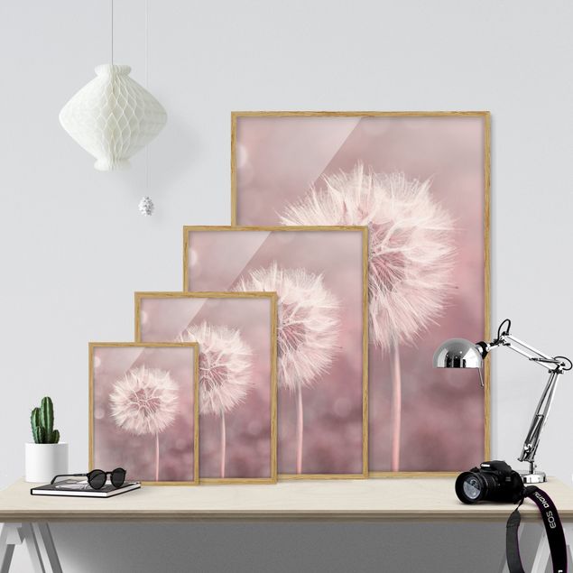 Wandbilder mit Rahmen Pusteblume Bokeh rosa