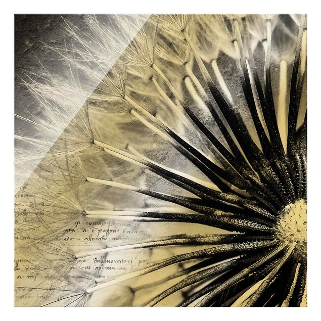 Glasbilder Pusteblume Schwarz & Weiß
