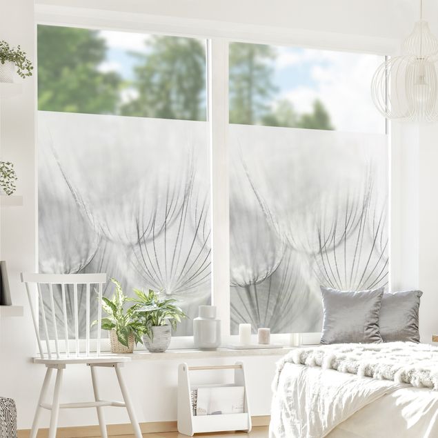 Fensterfolie bunt Pusteblumen Makroaufnahme in schwarz weiß