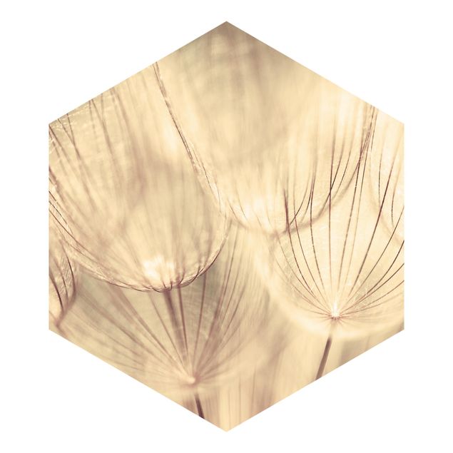 Hexagon Mustertapete selbstklebend - Pusteblumen Nahaufnahme in wohnlicher Sepia Tönung