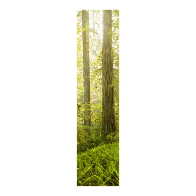 Flächenvorhang Wald Redwood State Park Waldblick