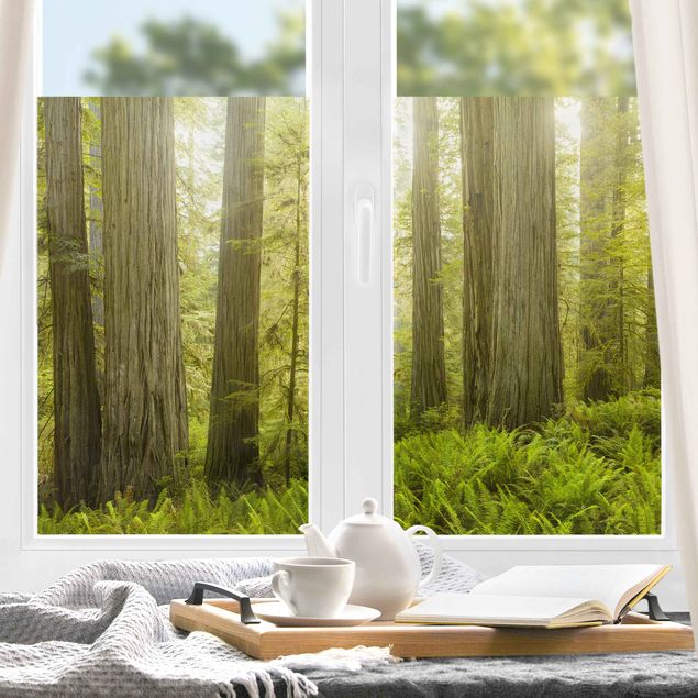 Fensterfolie bunt Redwood State Park Waldblick