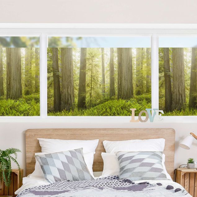 Fensterbilder Redwood State Park Waldblick