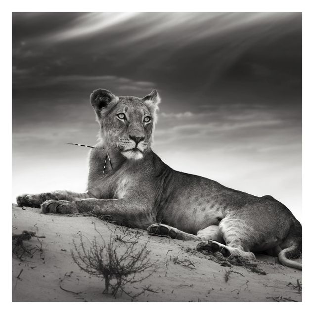 Fototapete - Resting Lion