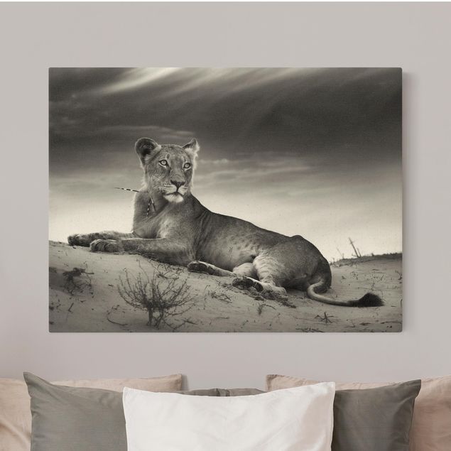 Löwe Leinwand Resting Lion