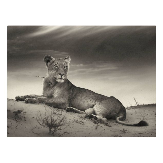Leinwandbilder Resting Lion