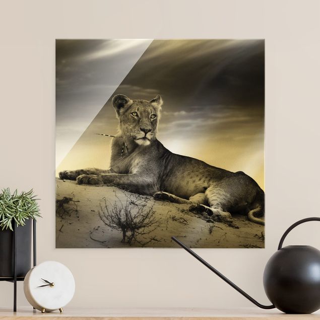 Glasbilder Schwarz-Weiß Resting Lion