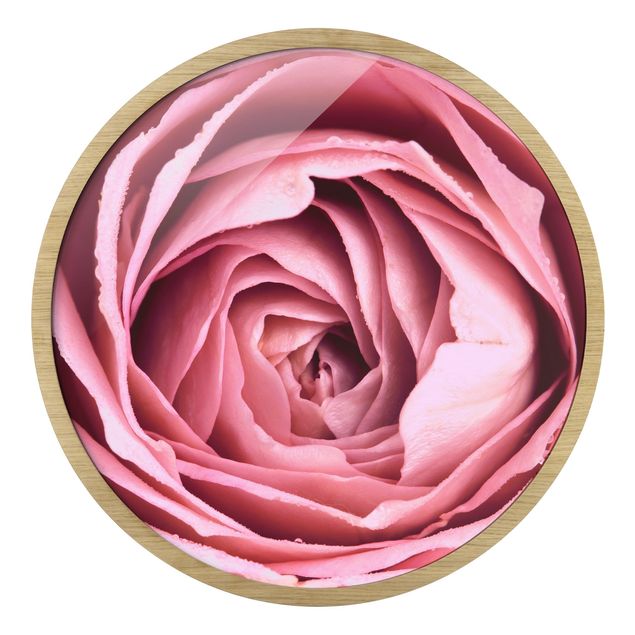Bilder Rosa Rosenblüte