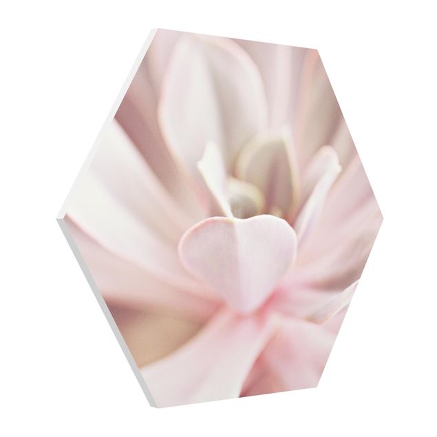 Hexagon Bild Forex - Rosane Sukkulentenblüte