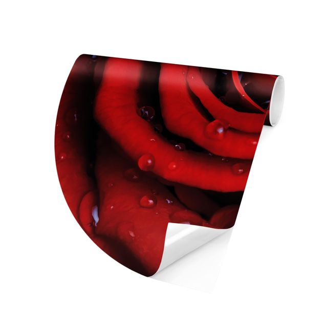 Design Tapeten Rote Rose mit Wassertropfen