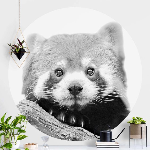 Design Tapeten Roter Panda in Schwarz-weiß