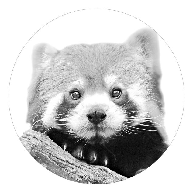 Runde Tapete selbstklebend - Roter Panda in Schwarz-weiß