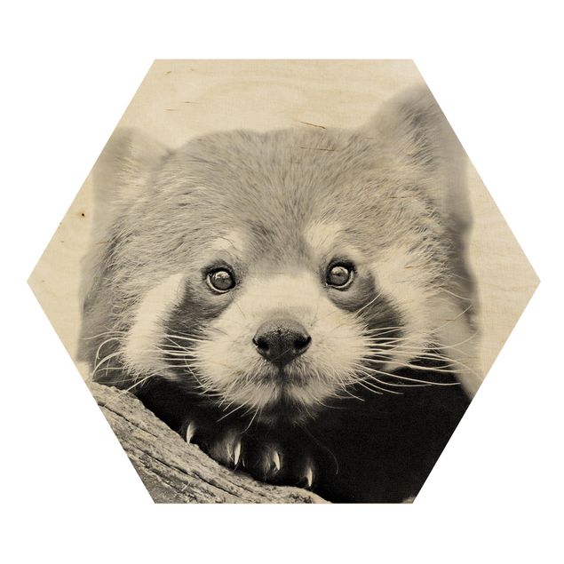 Hexagon Bild Holz - Roter Panda in Schwarz-weiß
