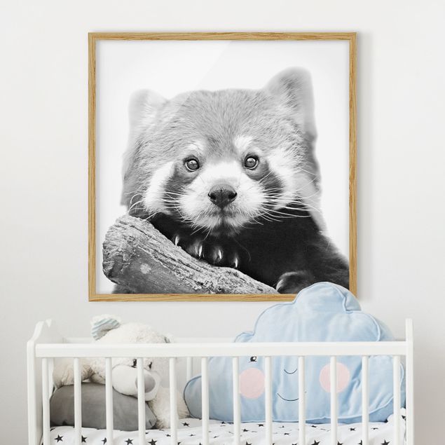 Moderne Bilder mit Rahmen Roter Panda in Schwarz-weiß